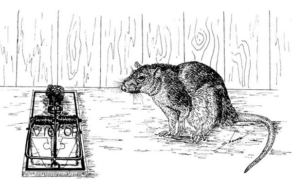 Rat glaring at a trap, drawing
